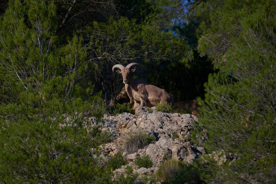 Wild arrui on rocky terrain in Spain's mountains
