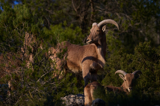 Wild arrui among mountain greenery in Spain
