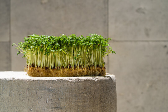 Fresh micro greens as conceptual eco art