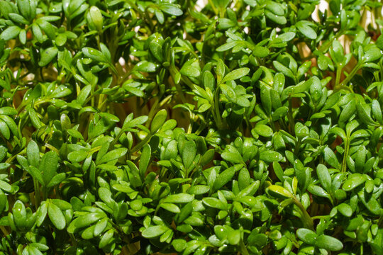 Lush micro greens concept for eco-friendly art