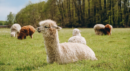Fototapeta premium Alpacas graze in the spring meadow high in the mountains.
