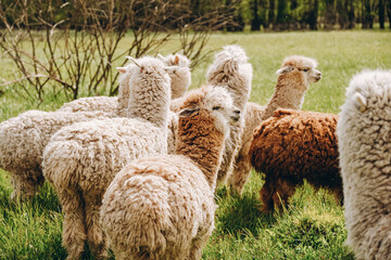 Fototapeta premium Alpacas graze in the spring meadow high in the mountains.