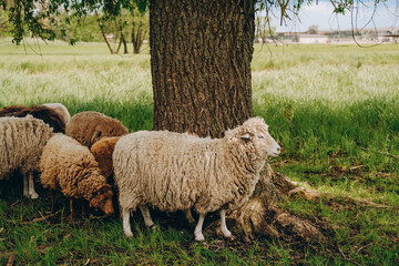 Fototapeta premium Sheep graze in the meadow near the farm in spring.