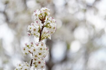 Obraz premium blooming cherry tree