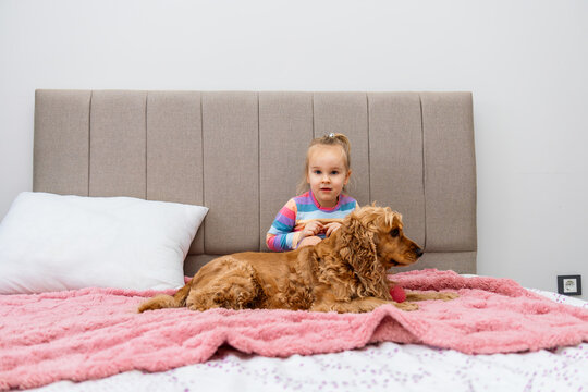 Toddler girl with cocker spaniel on pink blanket
