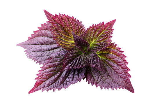 Shiso leaf isolated on white background