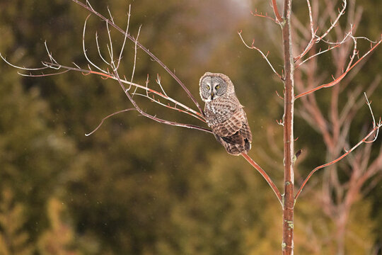 Magestic Great Gray Owl sits perched on a baron Maple sapling as a gentle snow falls