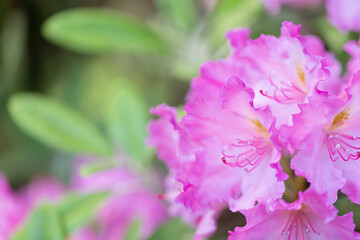 Obraz premium Cluster of pink rhododendron flowers in bloom with green leaves shallow depth of field soft natural light spring garden scene