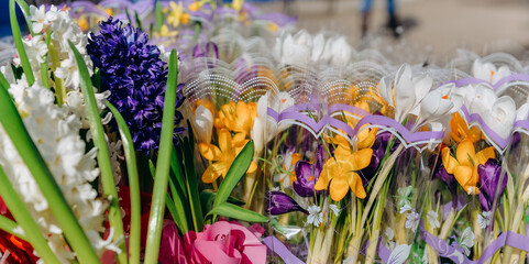 Obraz premium Blooming hyacinth in the spring in the garden. Cultivation of hyacinths in a greenhouse. Symbol of spring holidays.