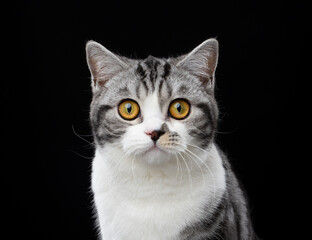 tabby white british shorthair cat looking at camera on black background © furryfritz