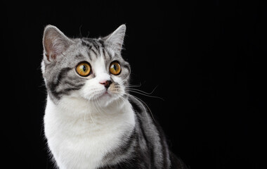 tabby white british shorthair cat looking to the side on black background © furryfritz