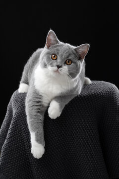 blue white british shorthair cat lying on front looking at camera curiously letting paw hang down