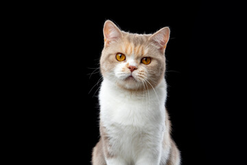 portrait of a calico british shorthair cat looking at camera on black background with copy space © furryfritz