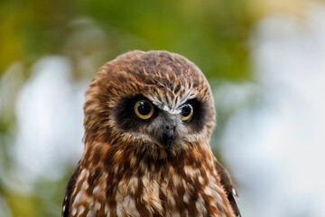 Naklejka premium Adorable owl. Detail of Australian boobook, Ninox boobook, isolated on colorful background. Smallest owl on Australian mainland. Beautiful brown owl with yellow eyes. Autumn in nature.