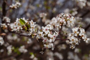Bradford Pear Blooming With White