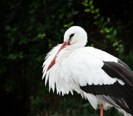 white stork  