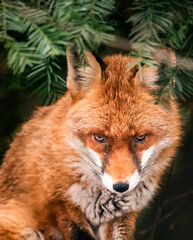 red fox