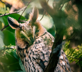 long eared owl