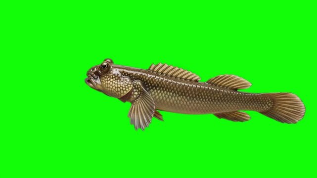 Realistic Mudskipper Fish Swimming in Profile View on Green Screen Background for VFX and Compositing