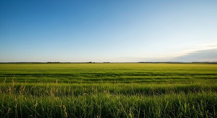 Wide field of green crops under a bright blue sky with a hint of clouds near the horizon