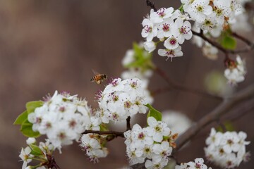 Bradford Pear Tree Flowering With