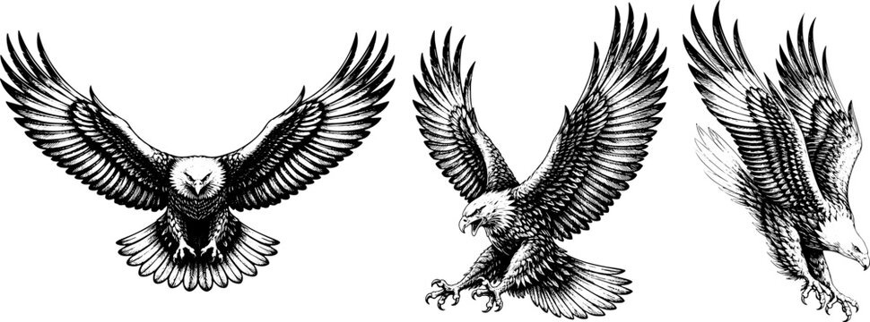 Set of hand-drawn vintage woodcut engraving ink style eagles in flight with detailed vector illustrations