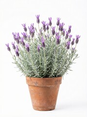 Obraz premium Lavender plant in terracotta pot with delicate purple blooms and foliage