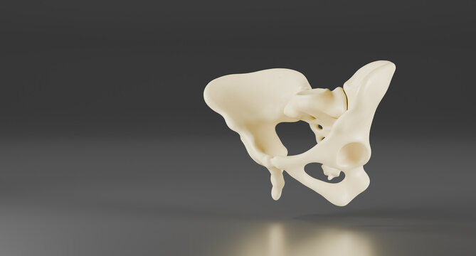 3D model of the human pelvis and sacrum. Skeletal anatomy, orthopedic medicine, and bone structure concept. Pelvic bone isolated on a gray background.