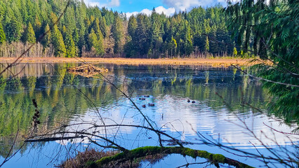 Tranquil morning reflection on calm Lake surrounded by lush evergreen forest in Minnekhada Regional Park, British Columbia.