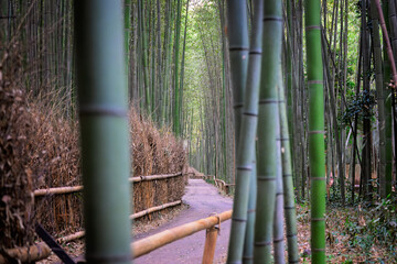 Fototapeta premium Empty Path Through Arashiyama Bamboo Grove in Kyoto