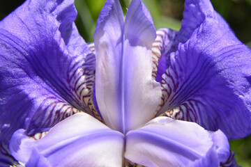 The beauty of the colours and shapes of Iris lutescens petals in early spring.