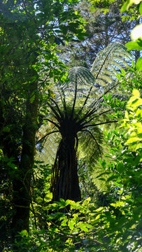 Scenic landscape view of ponga New Zealand fern tree in forest outdoor wilderness environment in Wellington NZ Aotearoa