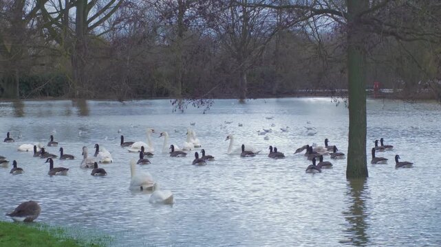 birds in flooded city park, large flock of mute swans and Canada geese swim, black headed gulls in background