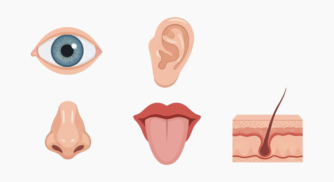 Internal respiratory system diagram shows the lungs and bronchial tubes branching out from the trachea for breathing illustration.
