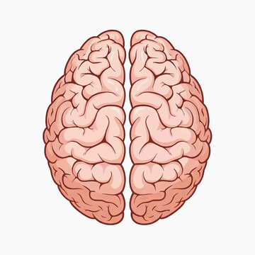 An illustration depicts a detailed human brain from a front view perspective.