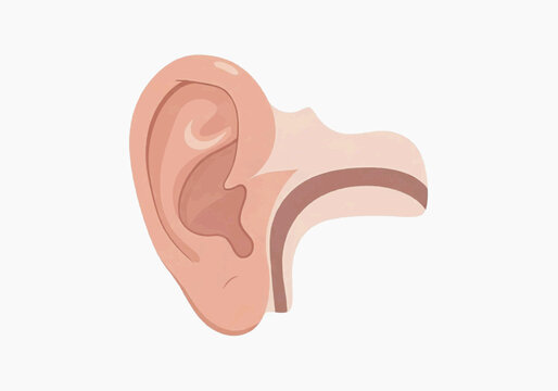 Educational illustration of the human ear anatomy showing pinna canal auricle hearing