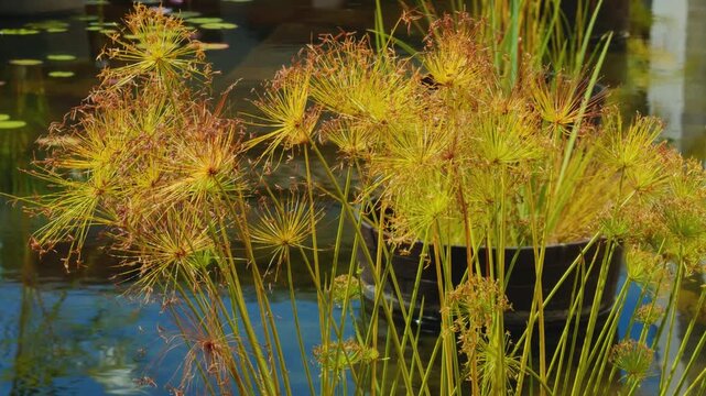 Cyperus is a large genus of about 700 species of sedges, distributed throughout all continents in both tropical and temperate regions. Wailea Beach Paths, South Maui, Hawaii. Pacific Ocean