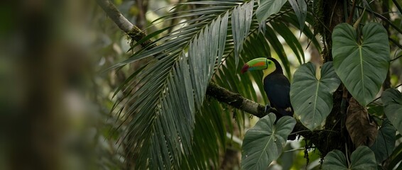 Fototapeta premium Vibrant yellow toucan perched among lush tropical palm fronds and green foliage in dense rainforest canopy creating exotic wildlife scene.