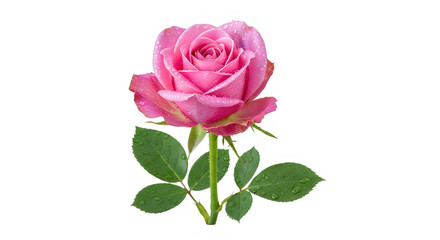 Fototapeta premium A beautifully bloomed pink rose with delicate green leaves and stem against a plain background