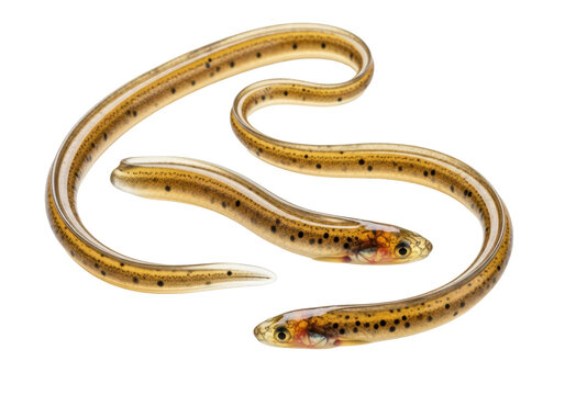 Three translucent glass eels, golden-amber with dark speckles, gracefully curving 'S' shape on a transparent background with bright high-key studio lighting, highlighting culinary delicacy