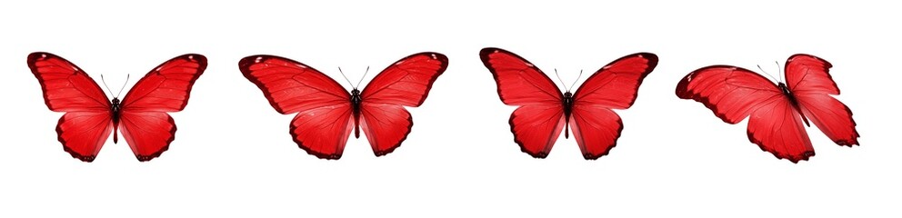 Red butterfly set, exotic crimson morpho butterflies collection, beautiful scarlet wings, tropical nature elements, vibrant red insects flying, PNG isolated on white © Dag