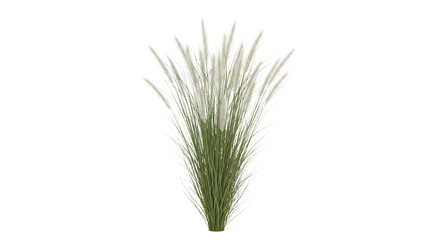 Fototapeta premium Isolated wheat ear on transparent background green and white wheat grain