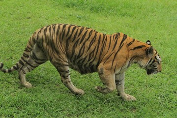 Fototapeta premium Side view of a bengal tiger roaming the grass during the day