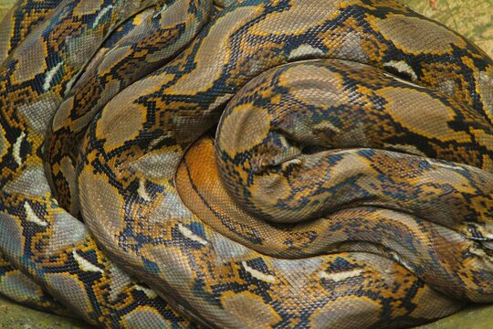 seen from above, a reticulated python coiled on the ground during the day