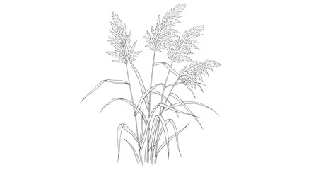 Obraz premium A grayscale image of wheat or oats isolated on transparent background