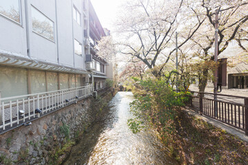 京都・祇園白川と桜