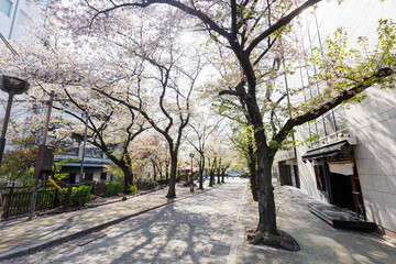 京都・祇園白川と桜