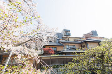 京都・祇園白川と桜