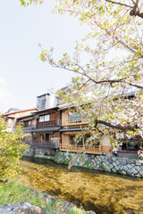 京都・祇園白川と桜