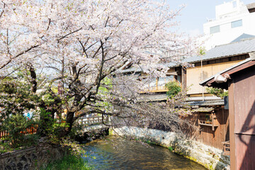 京都・祇園白川と桜